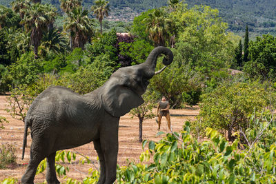 Side view of elephant standing against trees