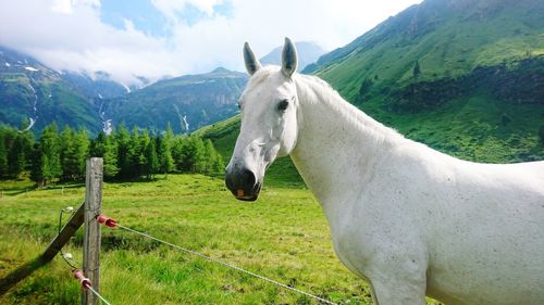 View of a horse on field