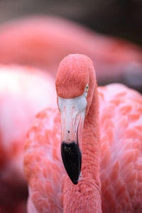 Close-up of swan