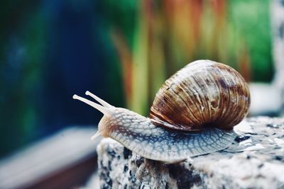 Close-up of snail