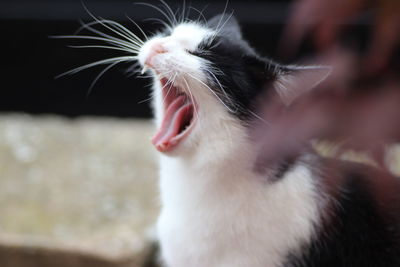 Close-up of cat yawning at home