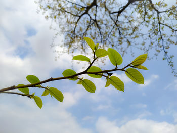 Low angle view of flowering plant against sky