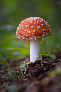 A beautiful fly agaric mushroom growing in the forest during early autumn. natural woodland scenery.