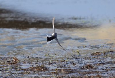 Bird flying over lake