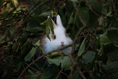 Close-up of a rabbit 