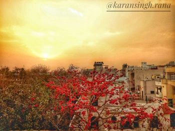 Red flowers in city at sunset