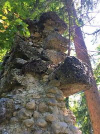 Low angle view of rocks in forest