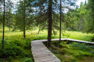 Footpath amidst trees in forest