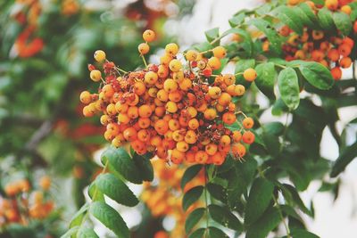 Low angle view of rowanberries growing on tree