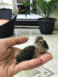 Cropped image of hand holding bird