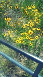 Close-up of yellow flowers