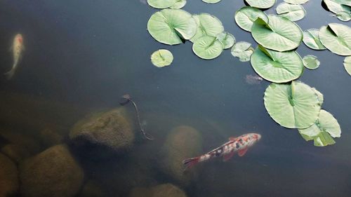 High angle view of fish swimming in lake