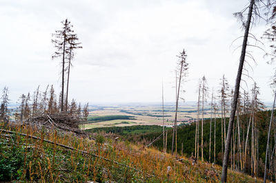 Plants growing on land against sky