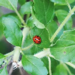 Close-up of ladybug on leaf