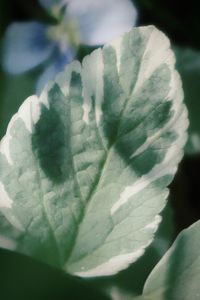 Macro shot of white flowering plant