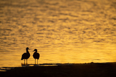 Two canada geese by pond at sunrise