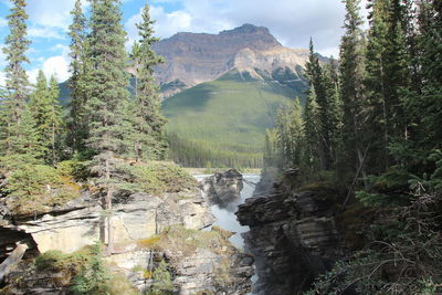 Scenic view of waterfall in forest