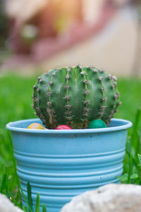 Close-up of cactus plant 