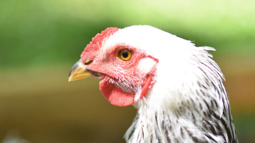 Close-up of chicken