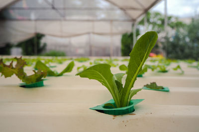 Close-up of potted plant in greenhouse