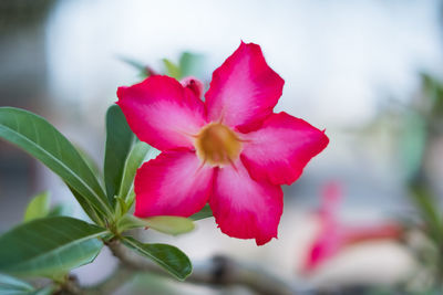 Close-up of pink flower