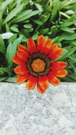 Close-up of orange hibiscus blooming outdoors