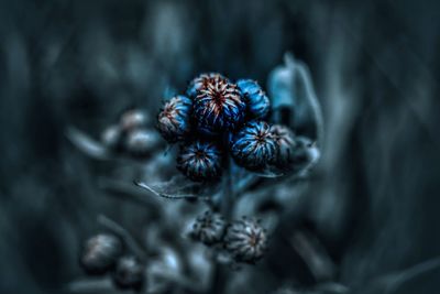 Close-up of blue flower