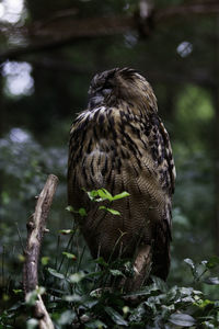 Close-up of owl perching on tree