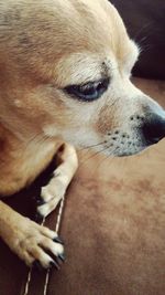 Close-up of dog looking away