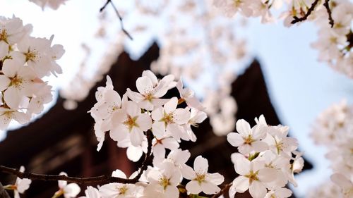 Close-up of white apple blossoms in spring