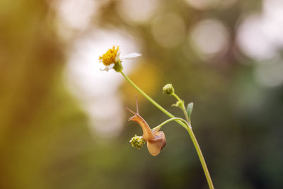 Close-up of flowering plant