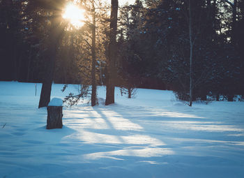 Trees growing on snow covered field