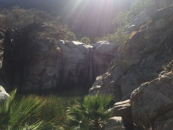 Sun shining through trees