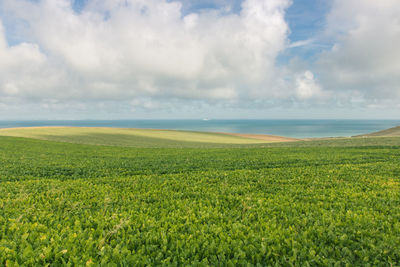 Scenic view of field against sea