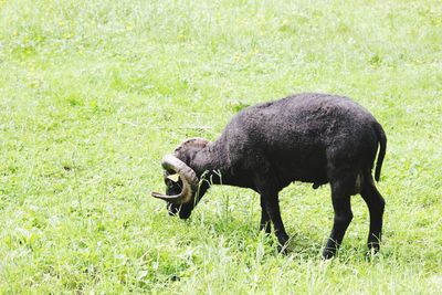 Side view of a horse on field