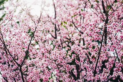 Low angle view of pink cherry blossoms in park