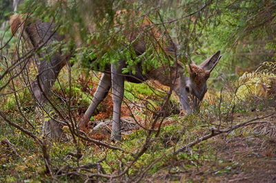 View of deer in forest