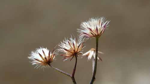 Close-up of thistle