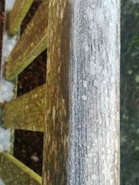 Close-up of lichen on tree trunk