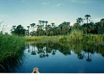 Reflection of trees in lake