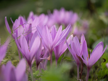 Close-up of purple crocus flowers