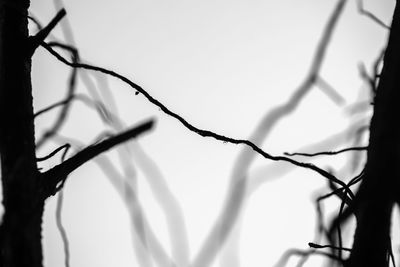 Close-up of bare tree branch