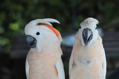 The white cockatoo or umbrella cackatoo