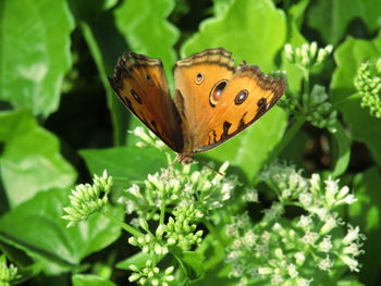 Close-up of butterfly pollinating on leaf