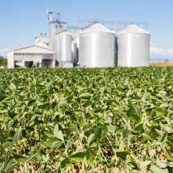 Crops growing on farm