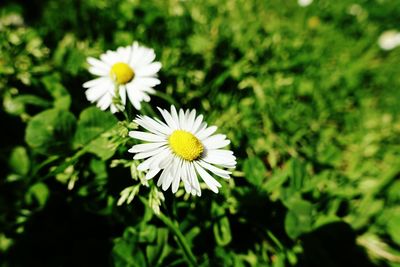Close-up of white daisy blooming outdoors