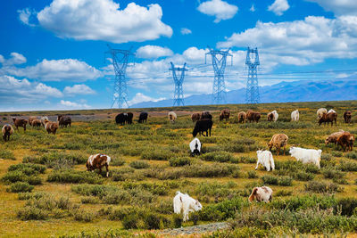 Flock of sheep grazing on field