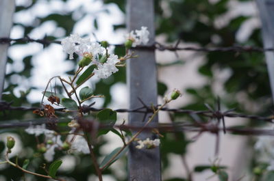 Close-up of white flowering plant