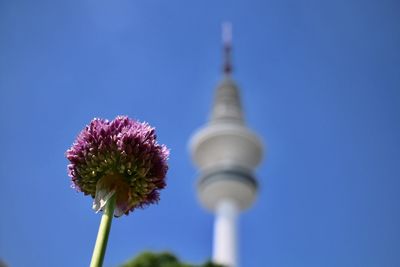 Low angle view of flower against clear blue sky