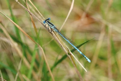 Macro shot of damselfly on stick